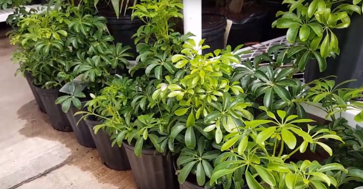 Variegated Schefflera arboricola 'Moonlight'