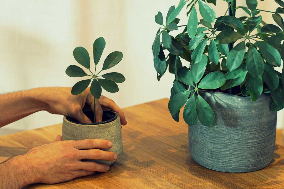 Schefflera arboricola цветок