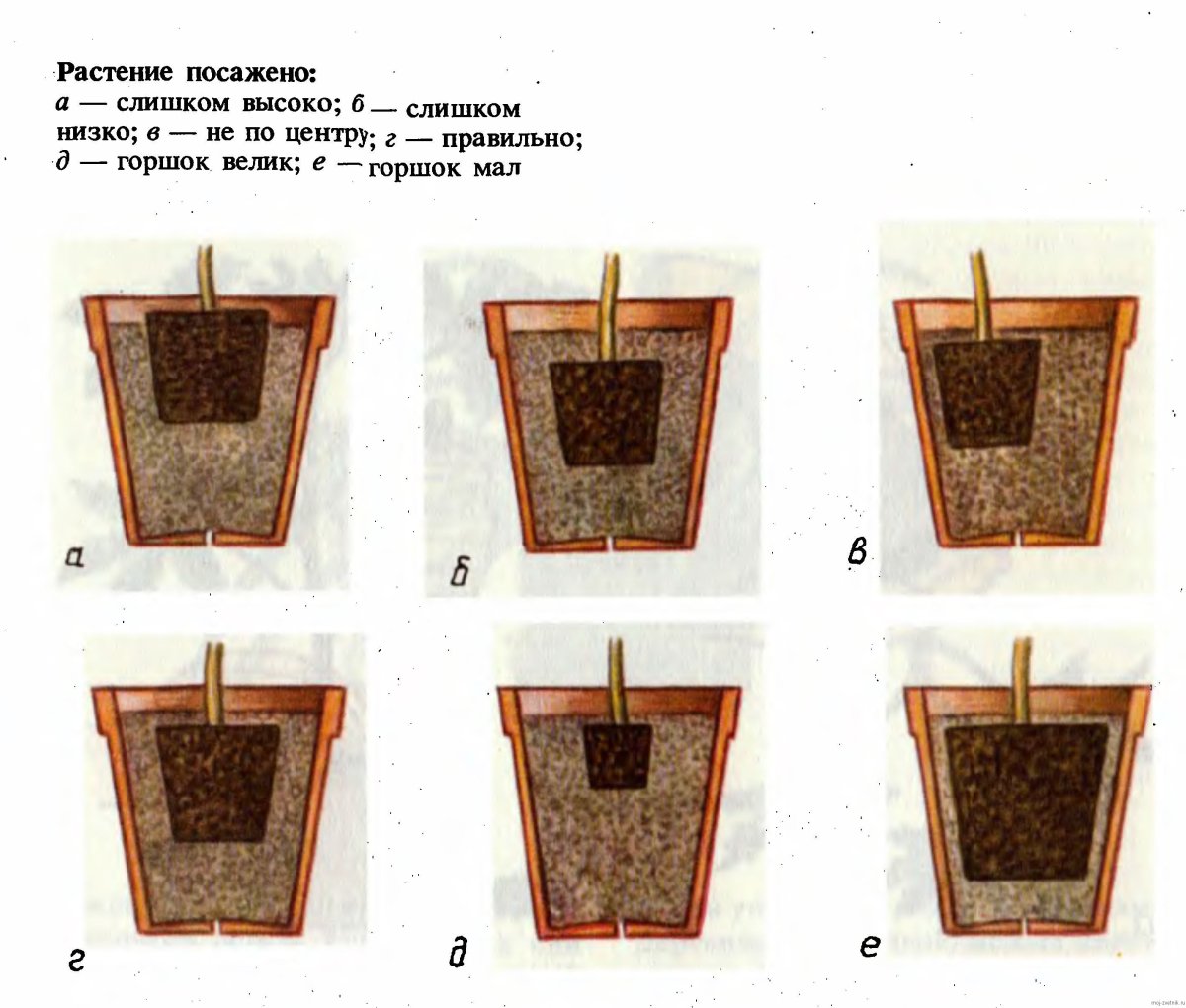 Посадка комнатных растений