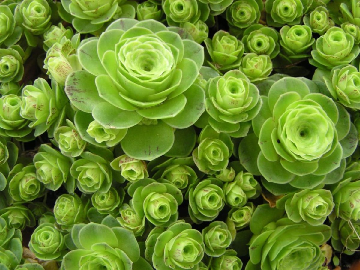Эониум Green Rose