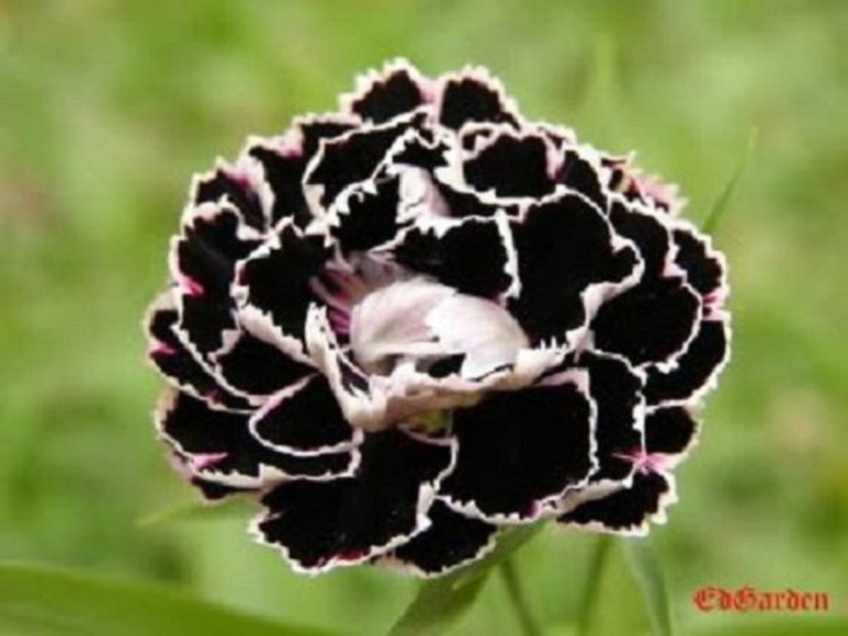 Terry Carnation