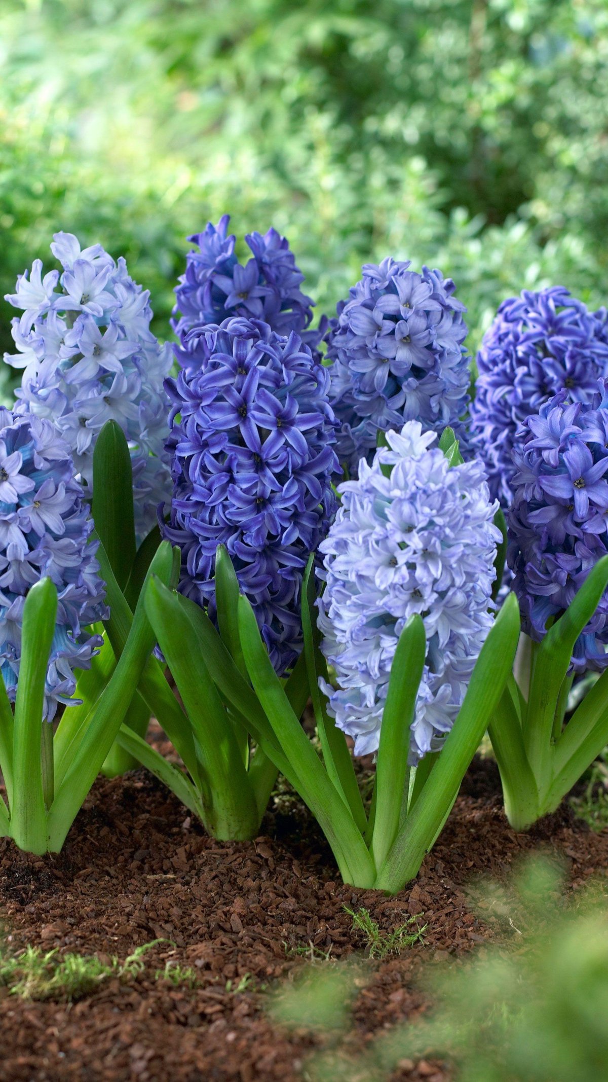 Гиацинт Delft Blue