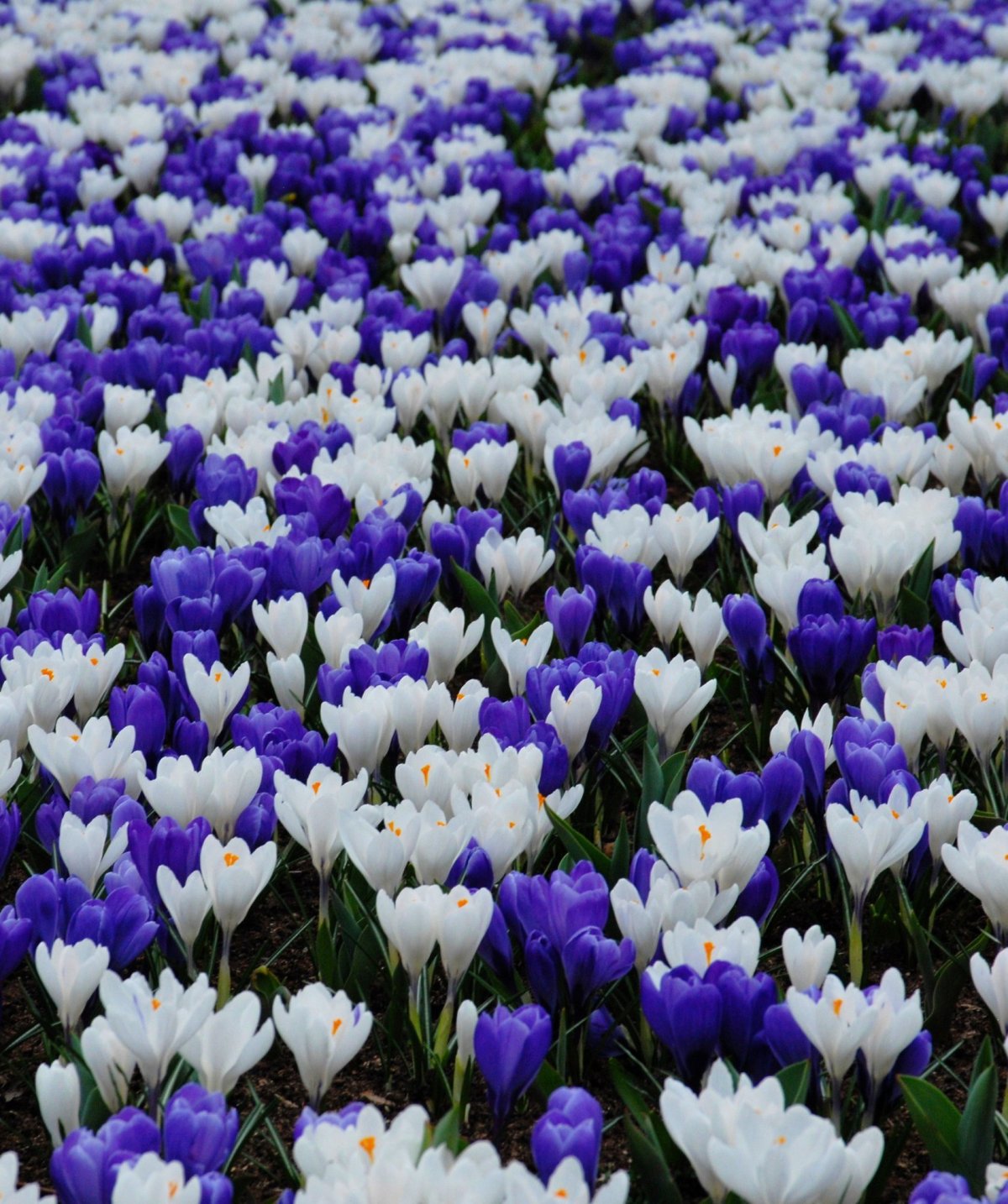 Blue-White Mix Крокус