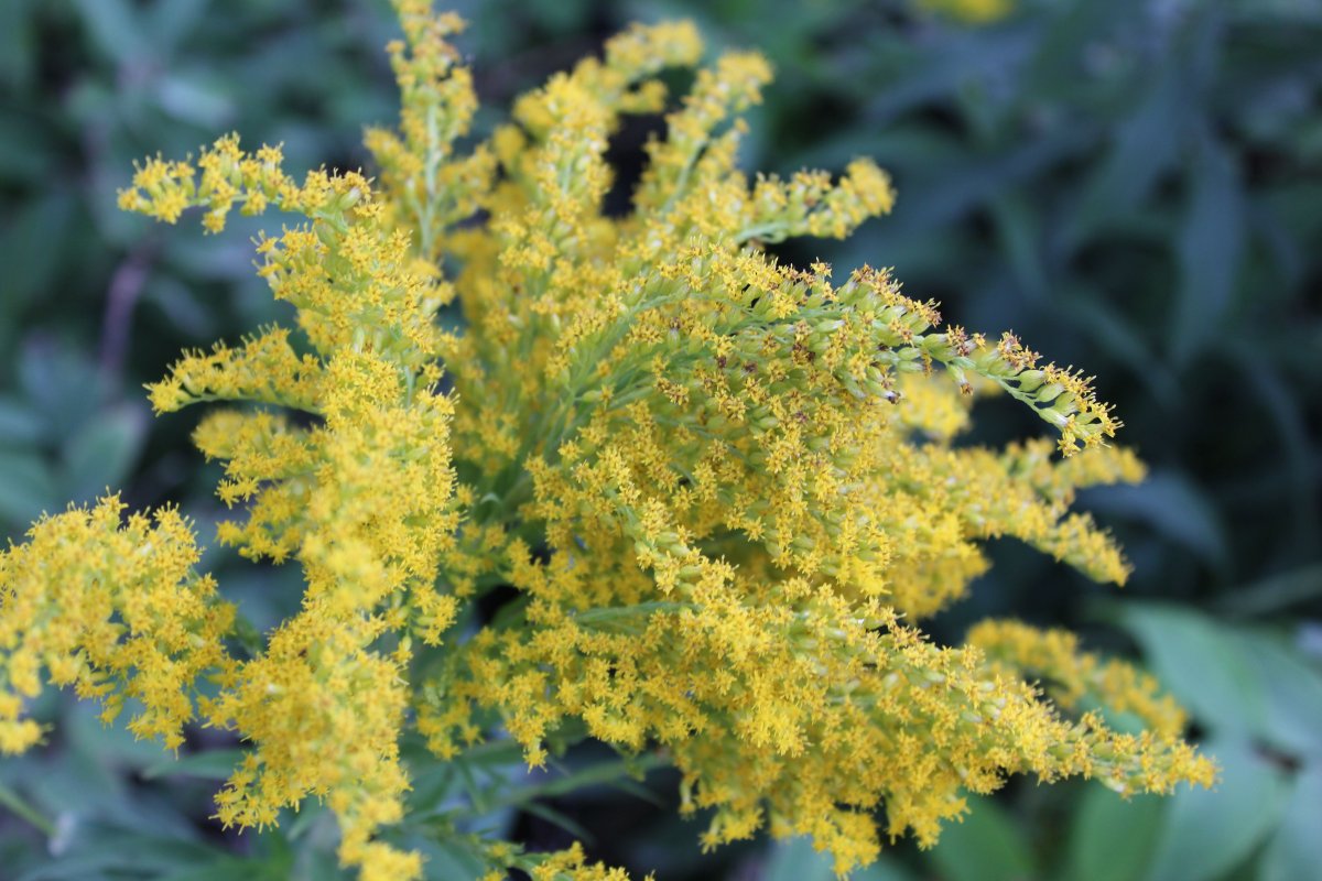 Золотарник (Solidago) Goldkind