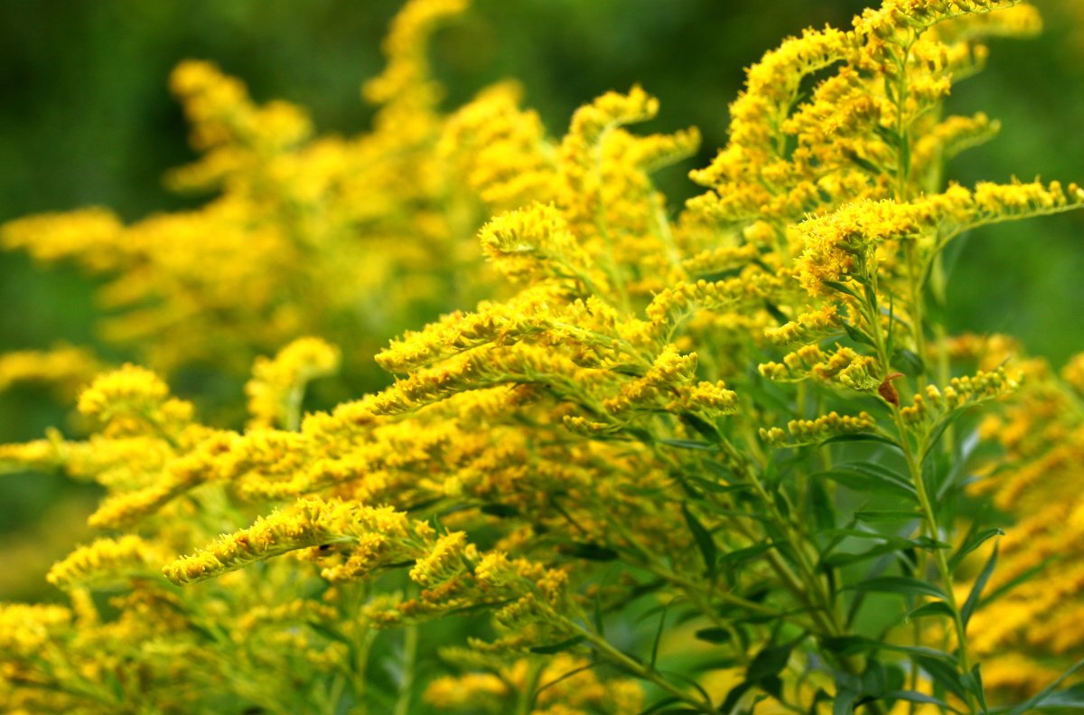 Золотарник обыкновенный (Solidago virgaurea