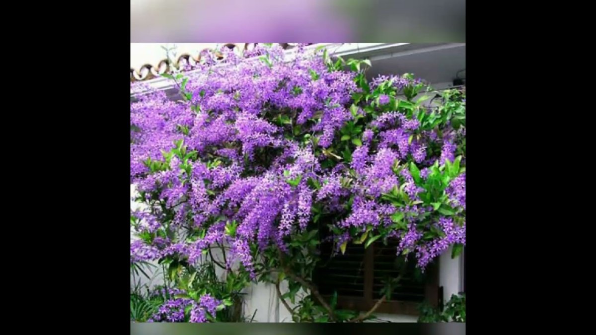 Петрея вьющаяся (Petrea Volubilis