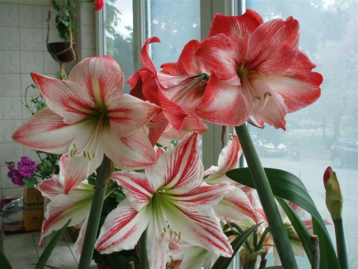 Амариллис Park Striped