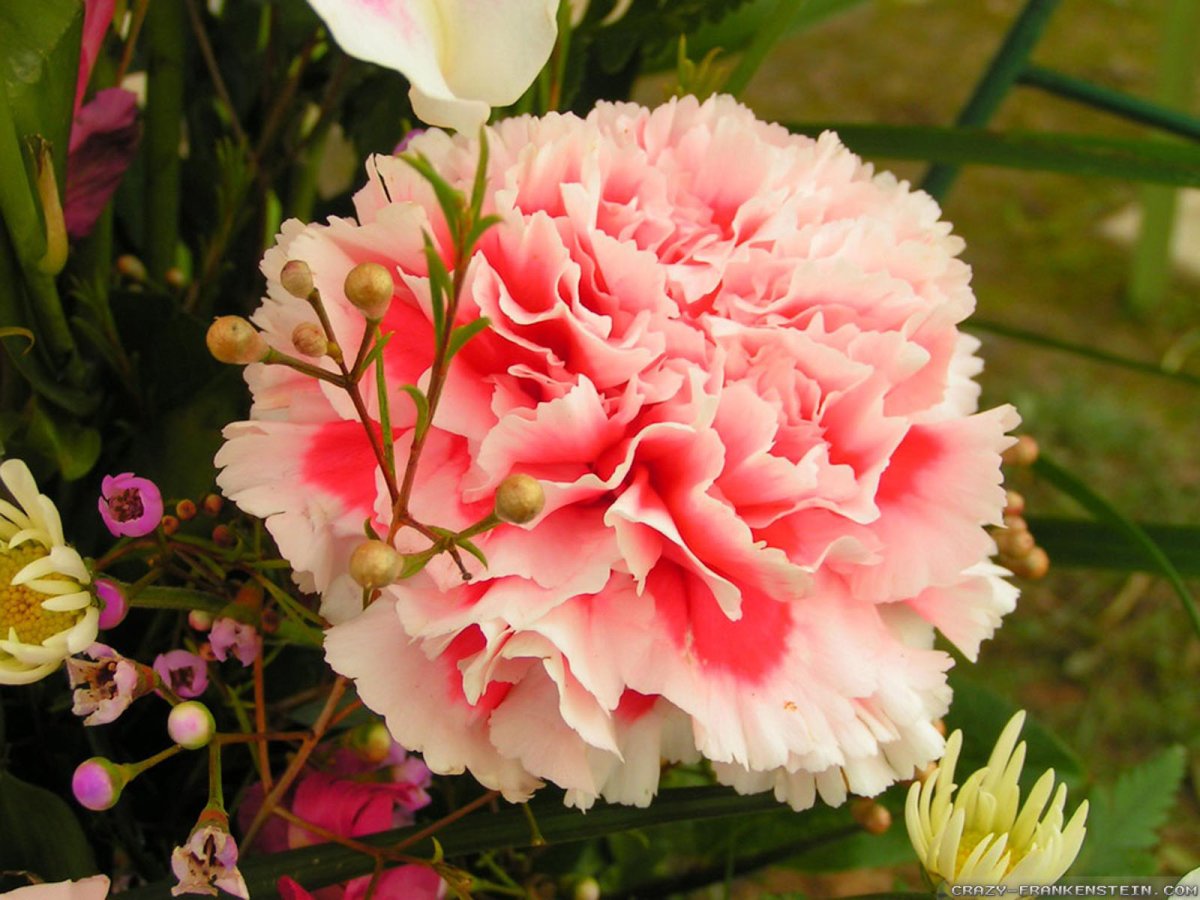 Садовая гвоздика (Dianthus caryophyllus)