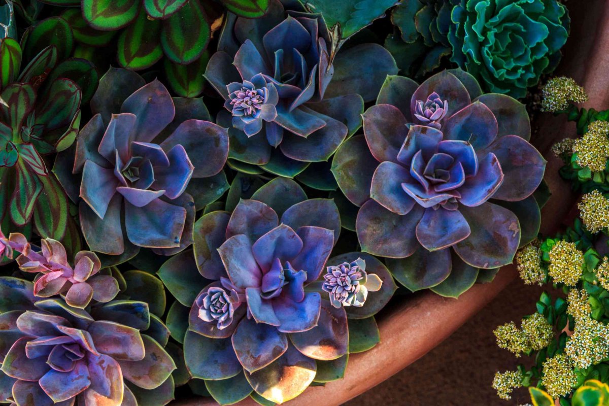 Суккулент эхеверия Echeveria