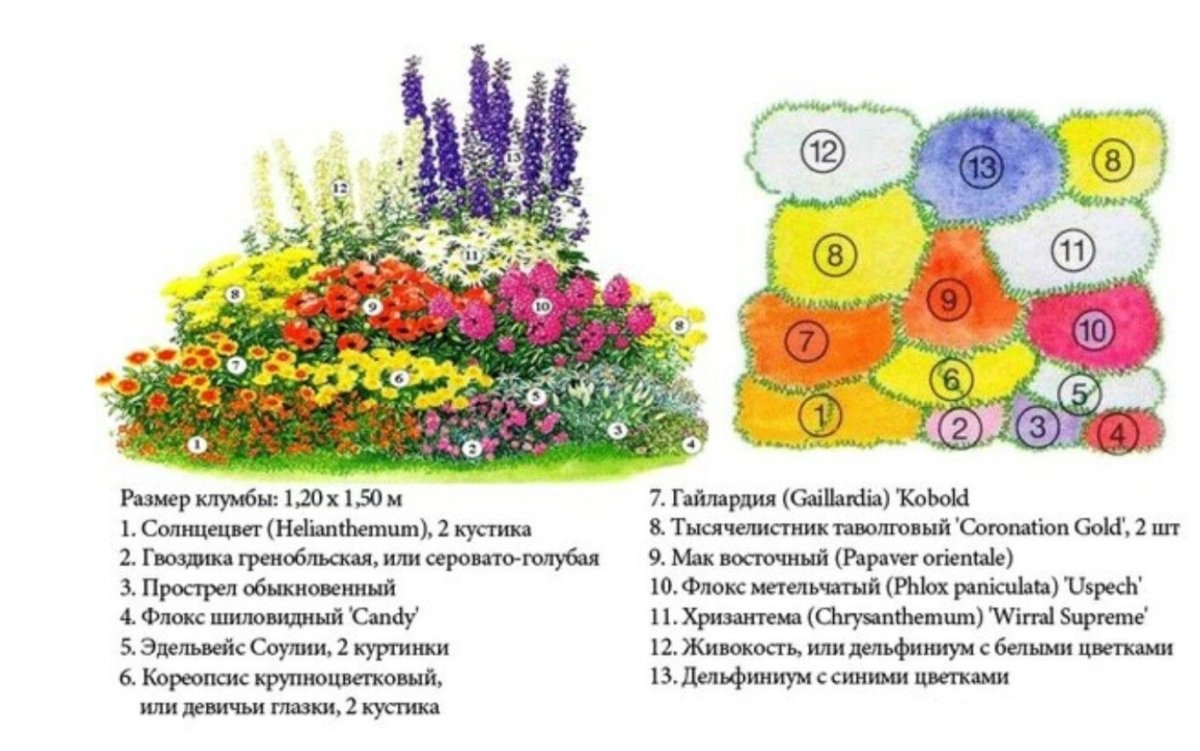 Миксбордер непрерывного цветения многолетников