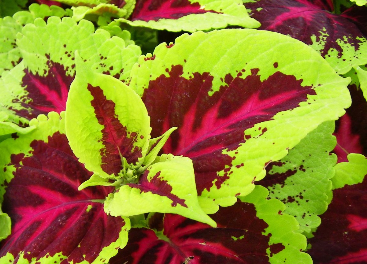 Колеус Coleus Juliet Quartermain