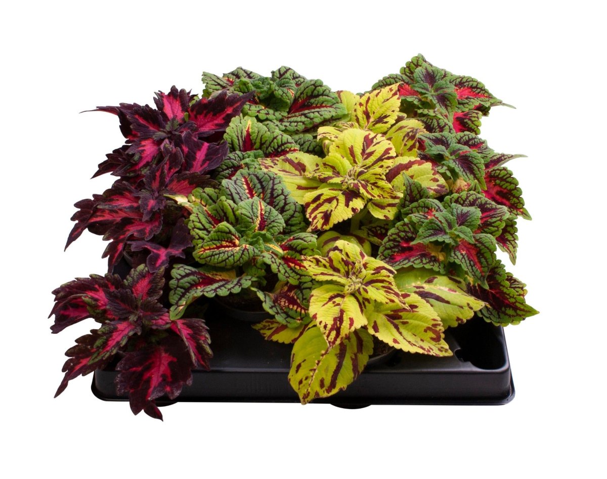 Колеус Coleus Juliet Quartermain