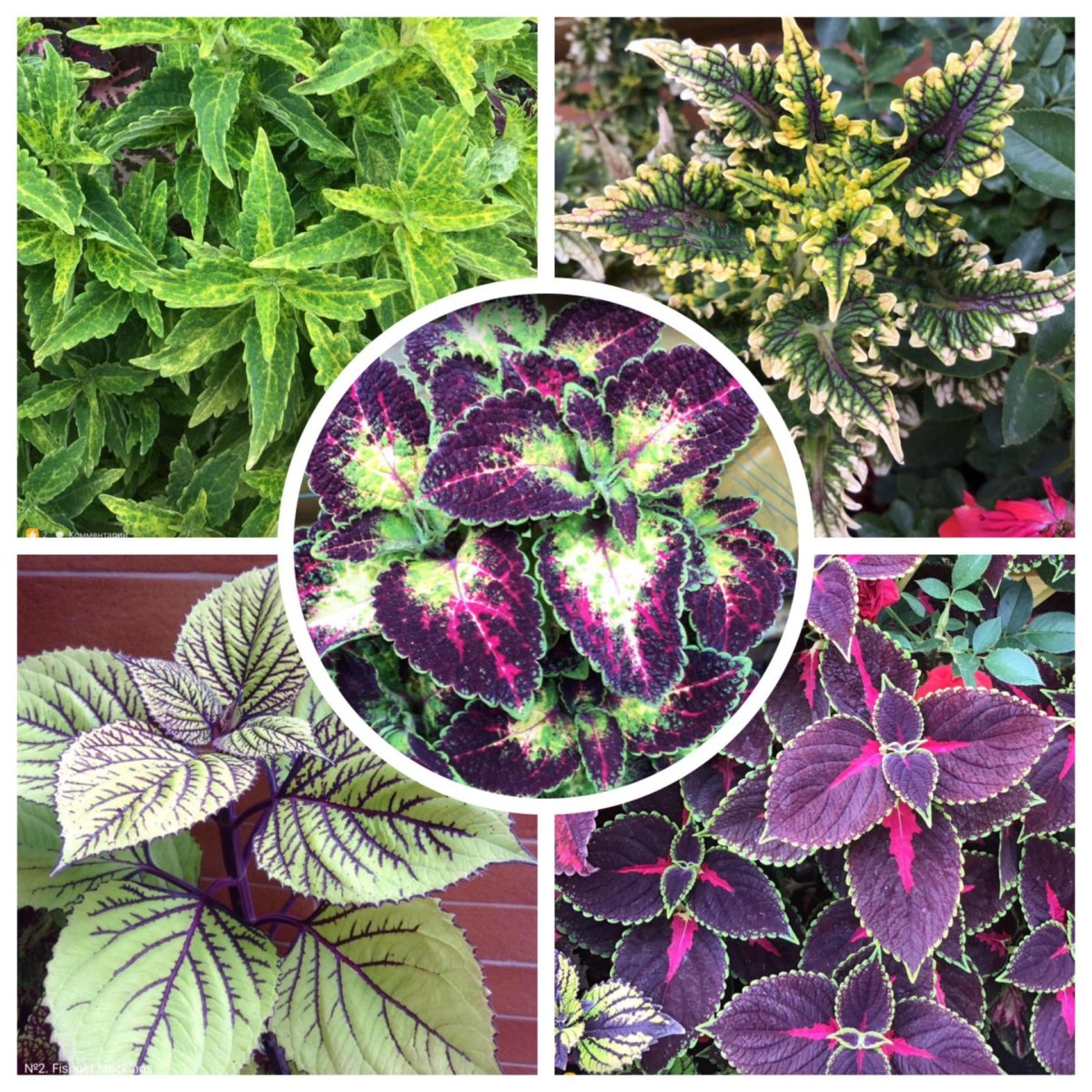 Колеус Coleus Juliet Quartermain
