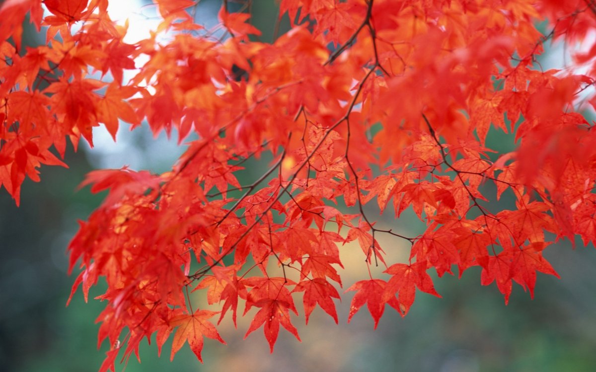 Клен красный 'Summer Red'