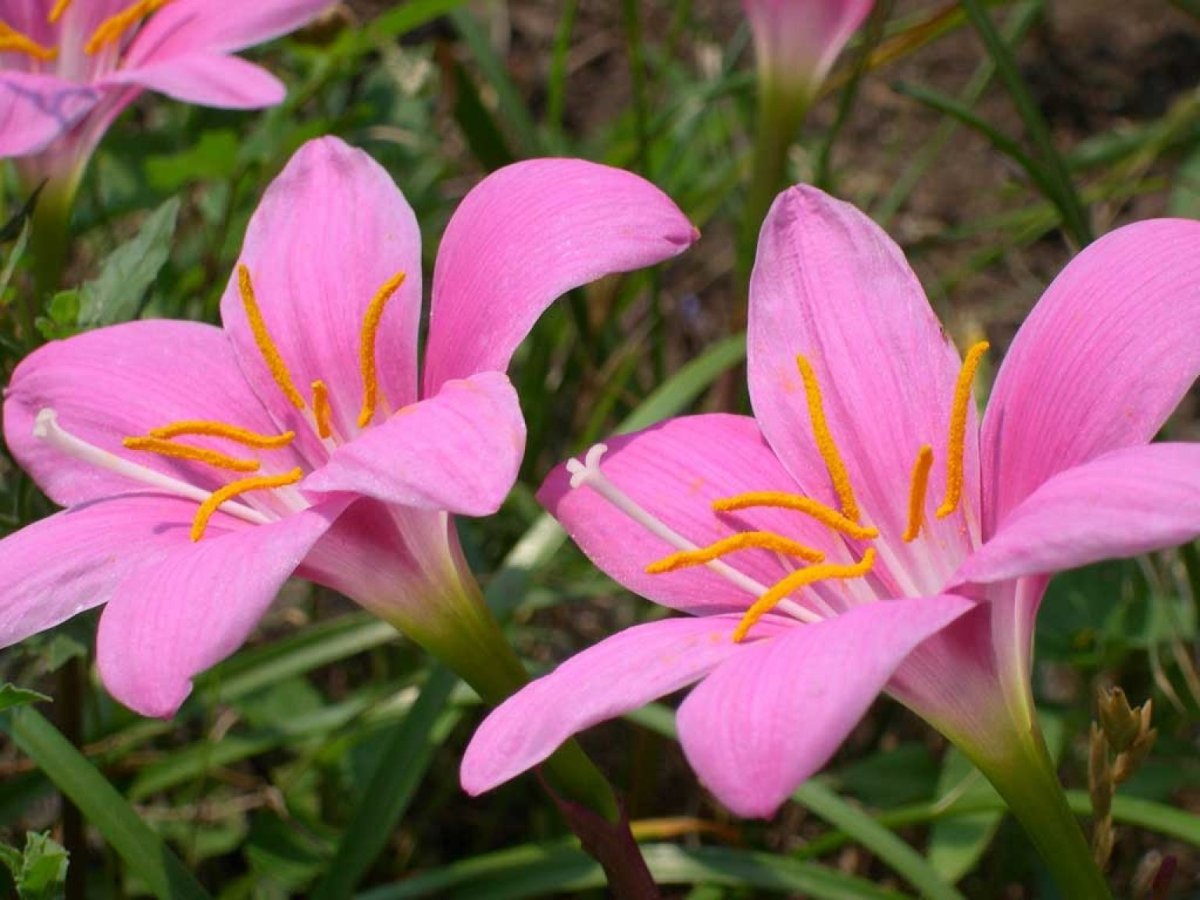 Зефирантес (Zephyranthes) robustus