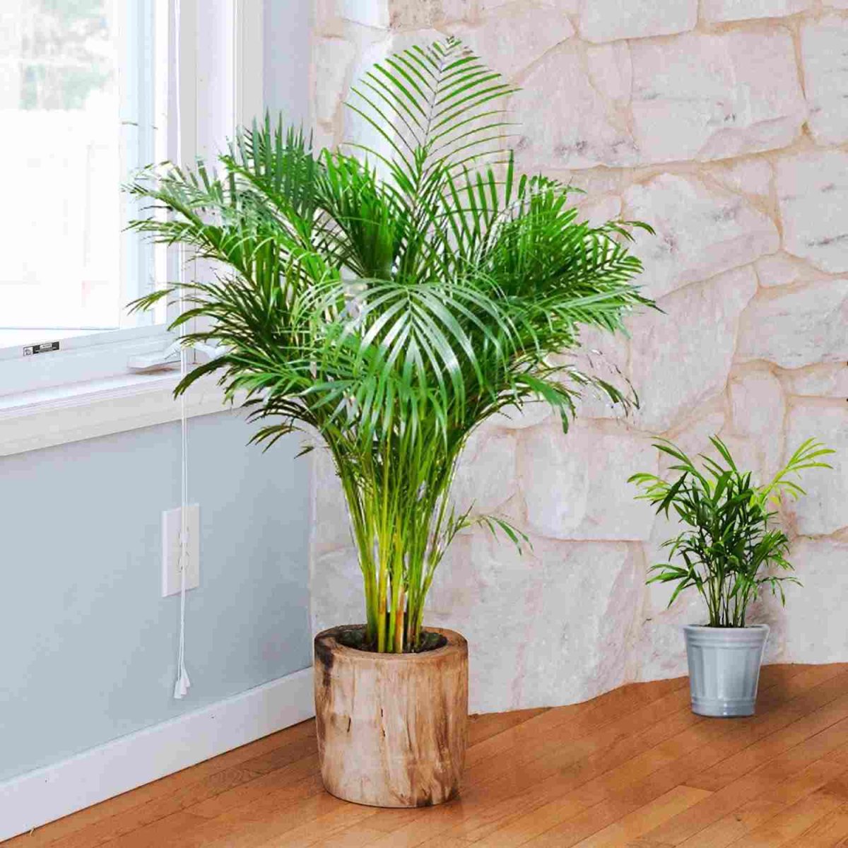 Салон Palm ( Chamaedorea elegans )