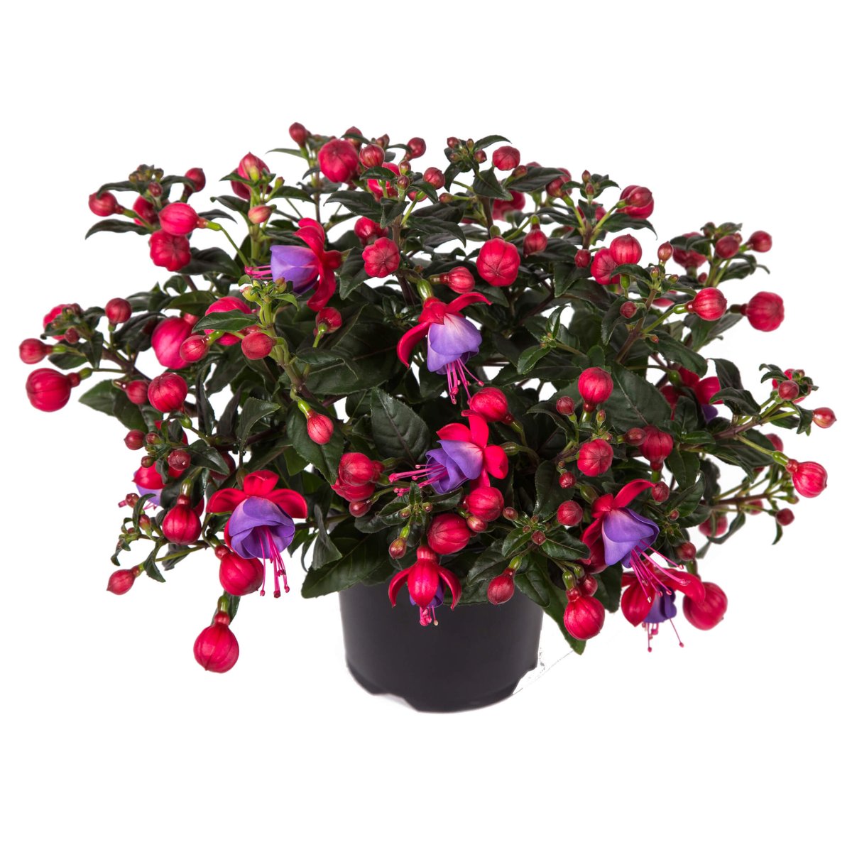 Фуксия Bella Fuchsia Susanna