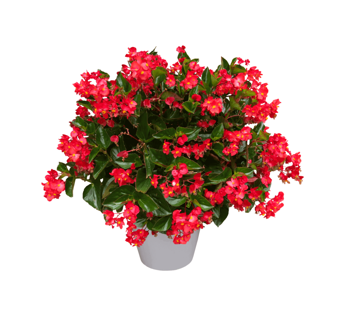 Пеларгония Королевская