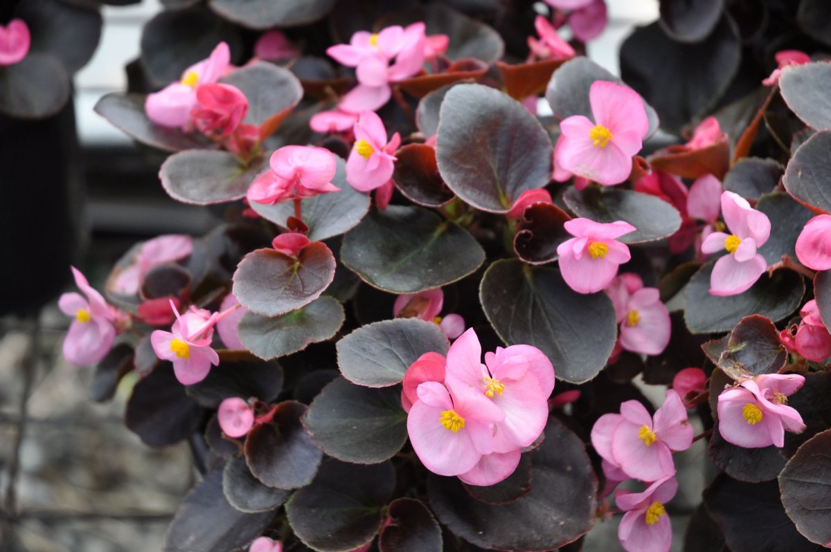 Бегония вечноцветущая (Begonia semperflorens)