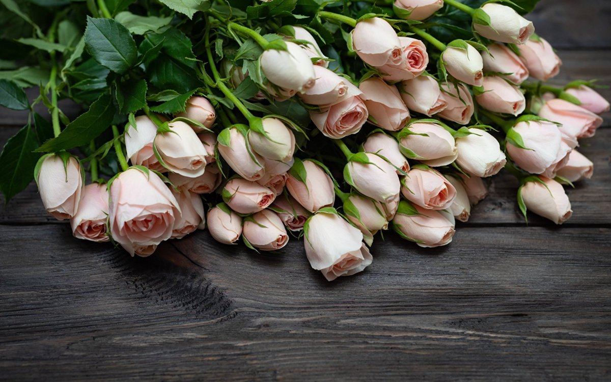 Кустовые розы бутончики