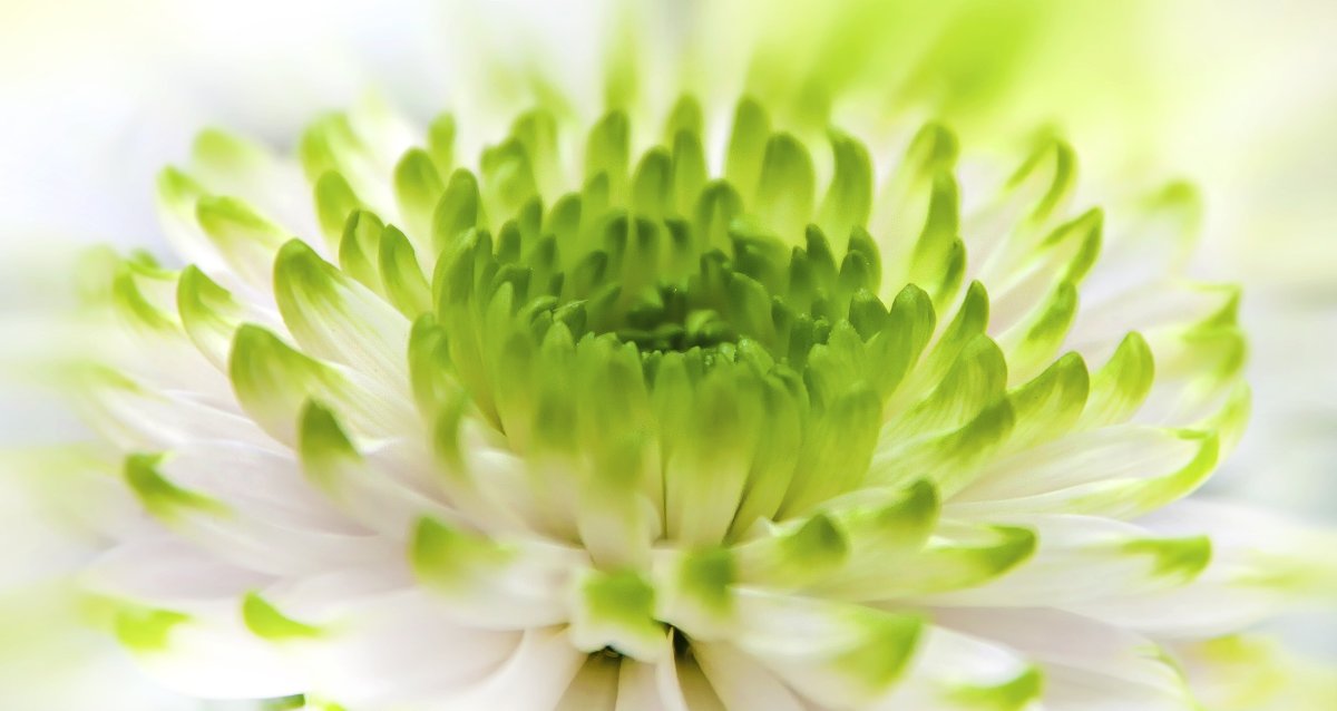 Хризантема White Green