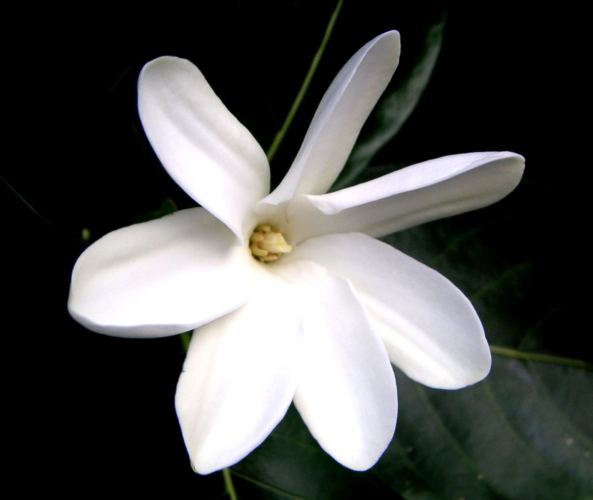 Гардения Tiare Tahiti