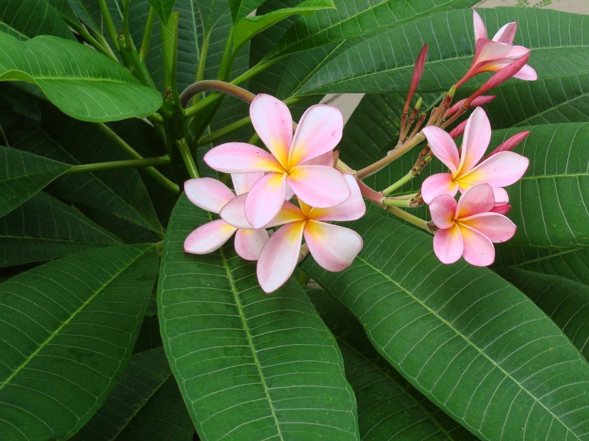 Плюмерия / Plumeria