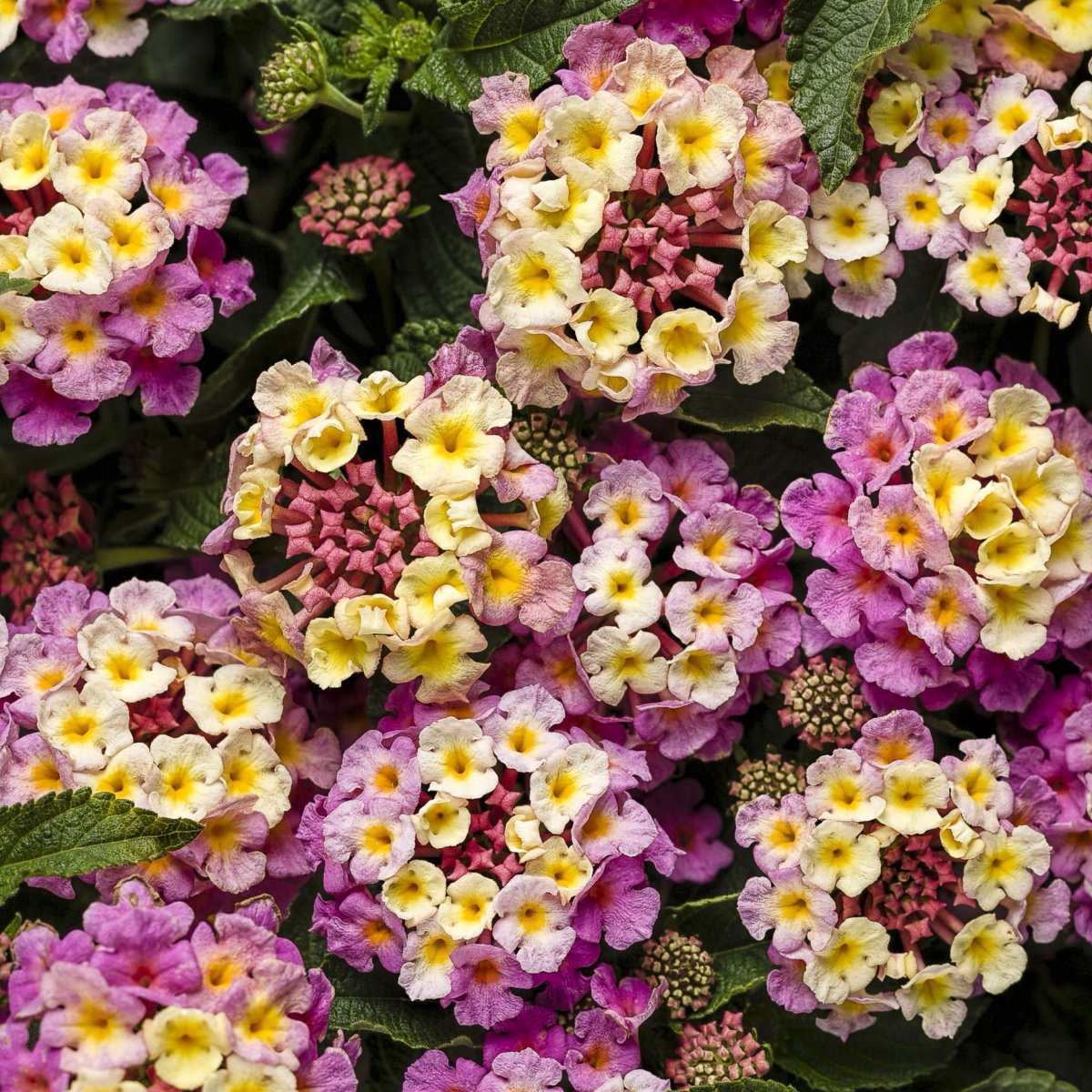 Лантана Pink Berry Blend