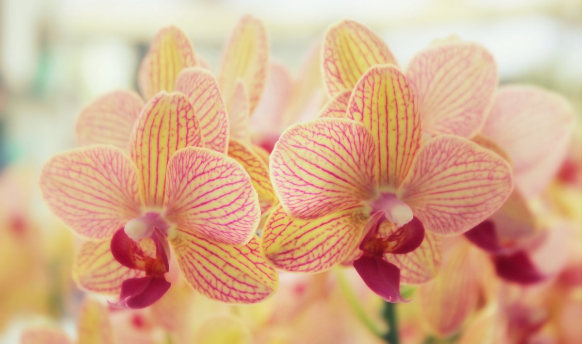 Фаленопсис Yellow Pink