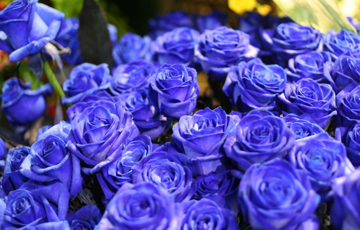 Роза Suntory Blue Rose Applause