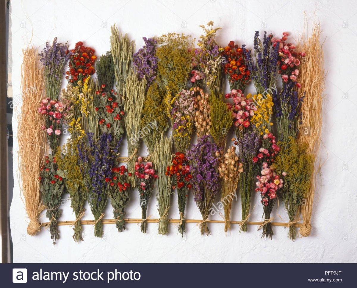 Dried Flowers сухоцветы