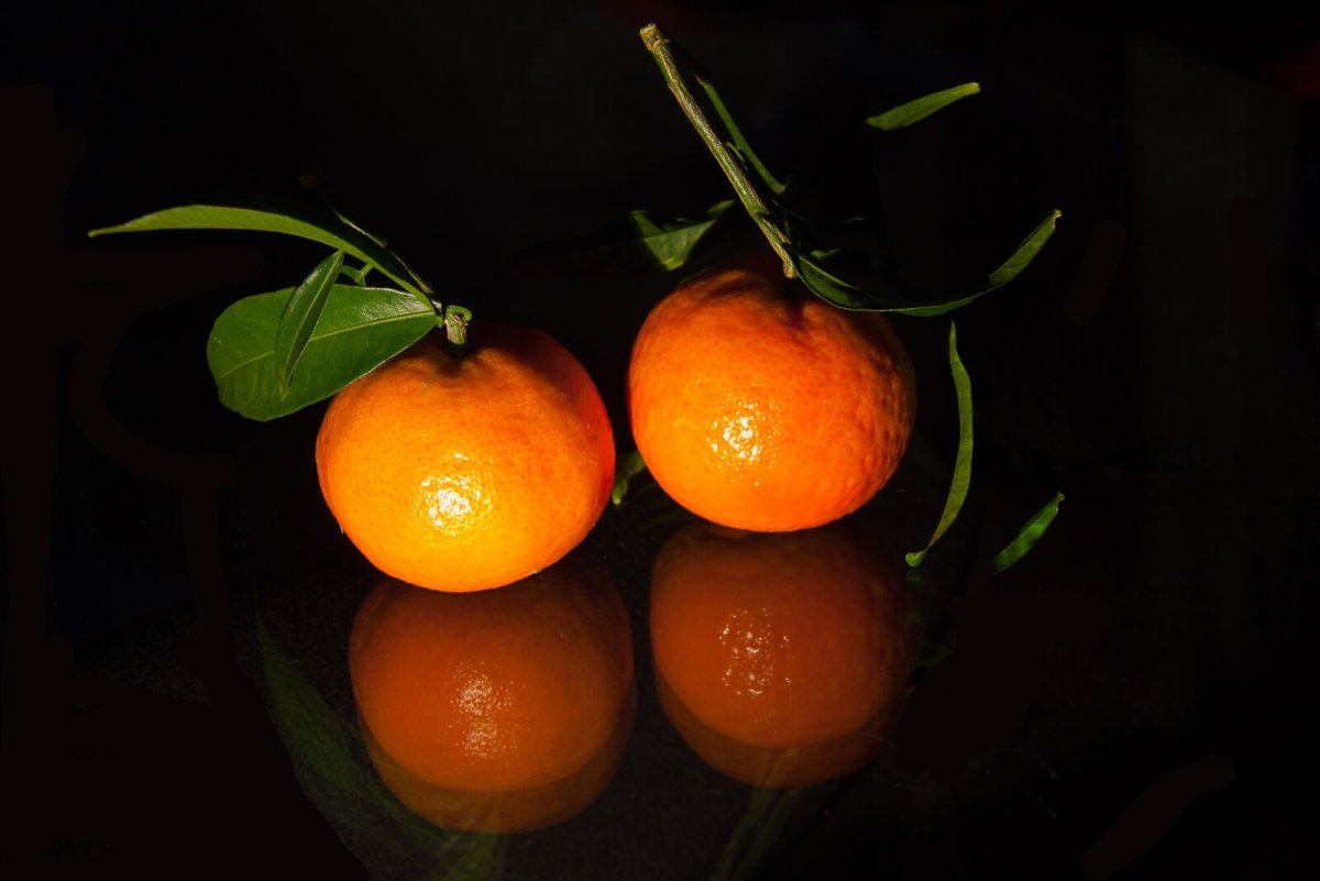 Куст мандарина