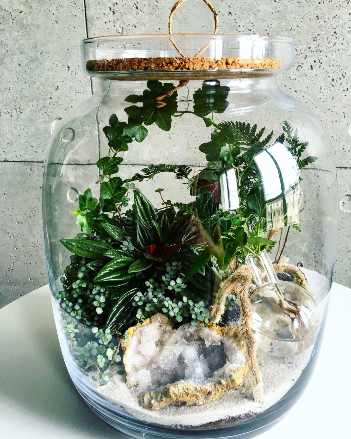 Флорариум с колеусом