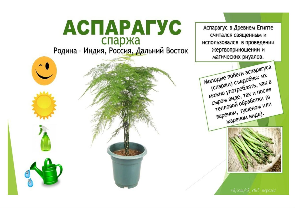 Аспарагус перистый аспарагус Шпренгера