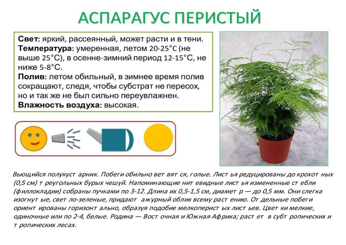 Аспарагус Мейера Оби