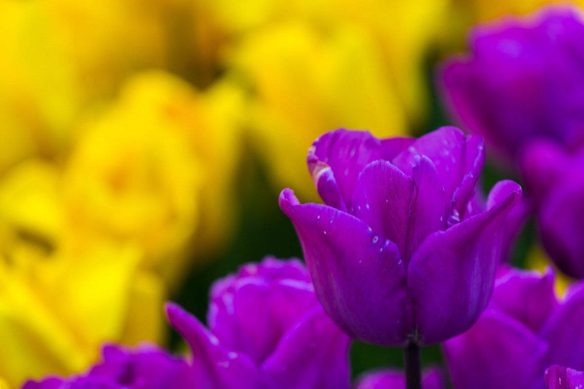 Фиолетово желтые цветы