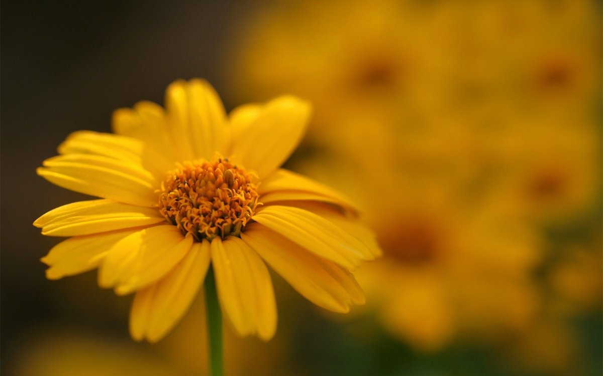 Желтые лечебные цветы