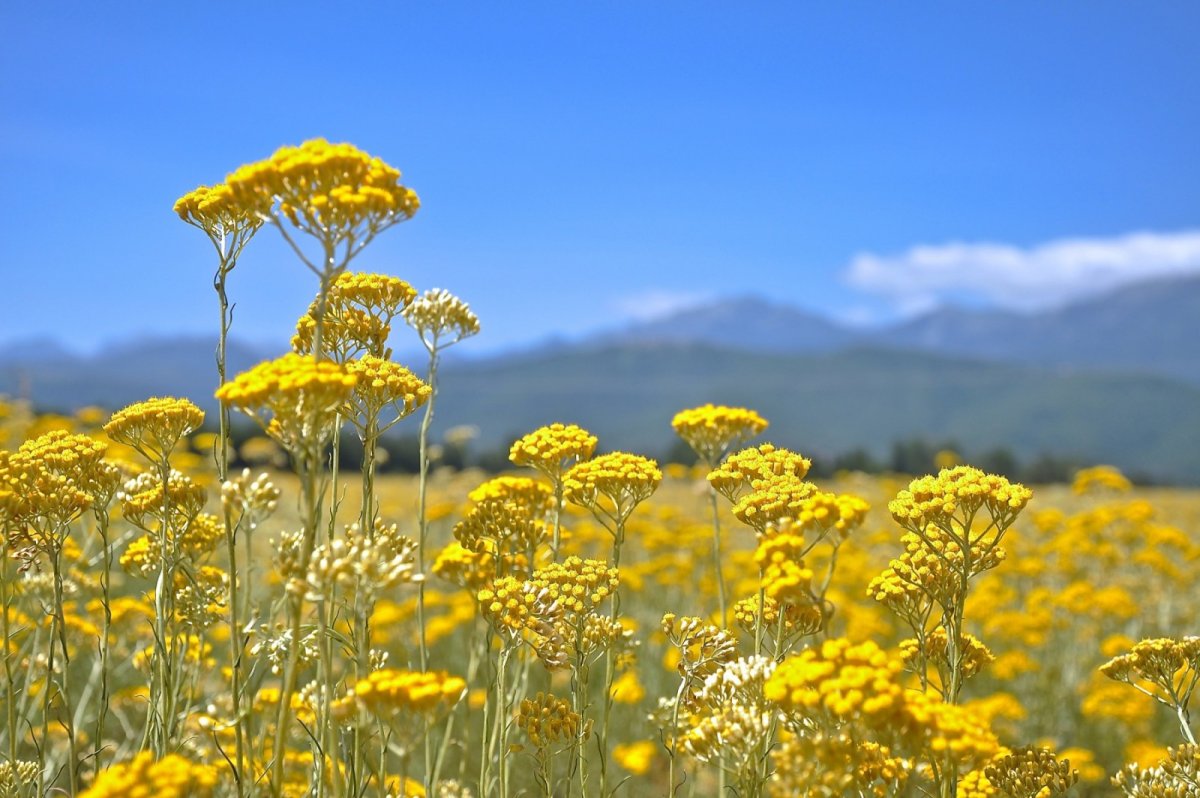 Одуванчика (Taraxacum SP.),