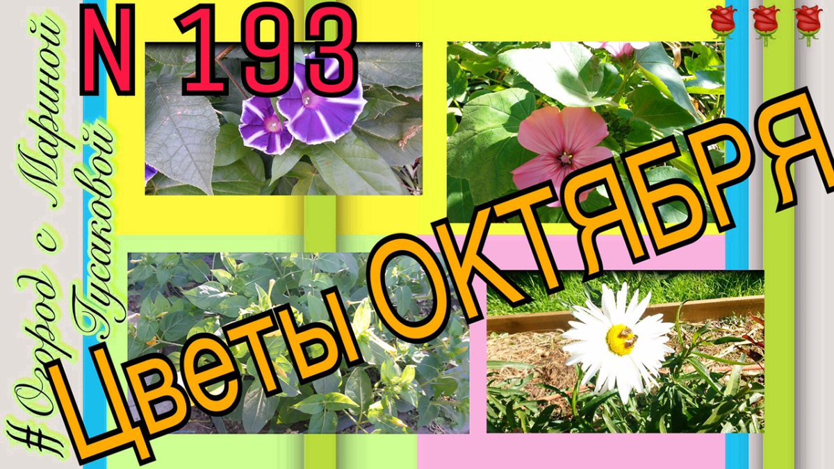 Хризантема мультифлора шаровидная клумба