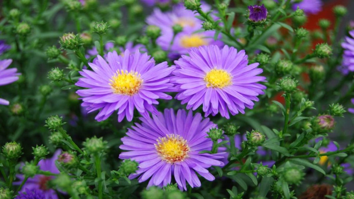 Aster Cecilia цветы