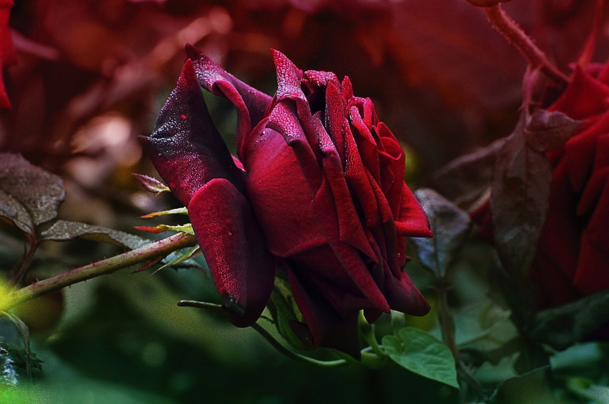 Темно красные цветы