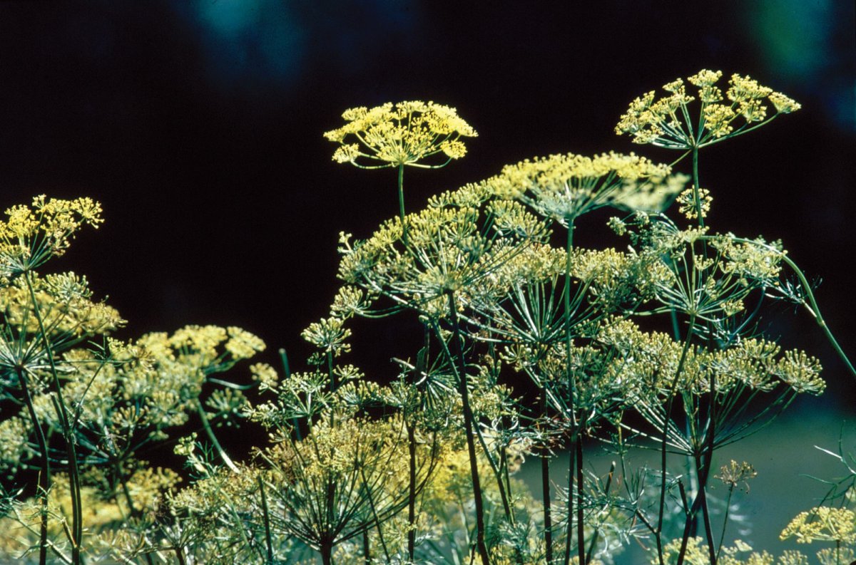 Зонтичные (Apiaceae)