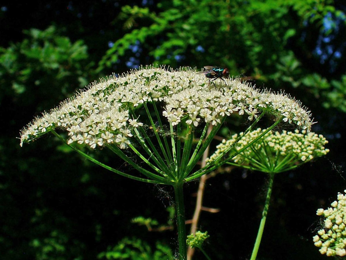 Сныть (Aegopodium podagraria)