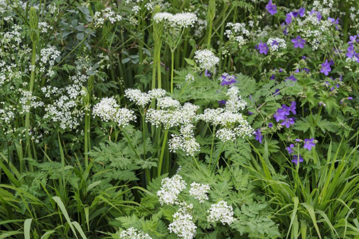 Миррис (Cicely)