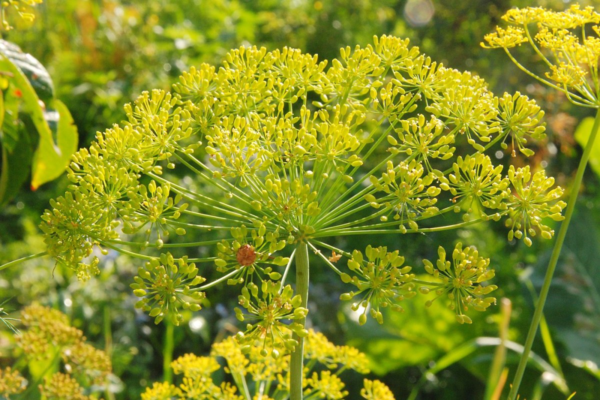 Укроп огородный Anethum graveolens