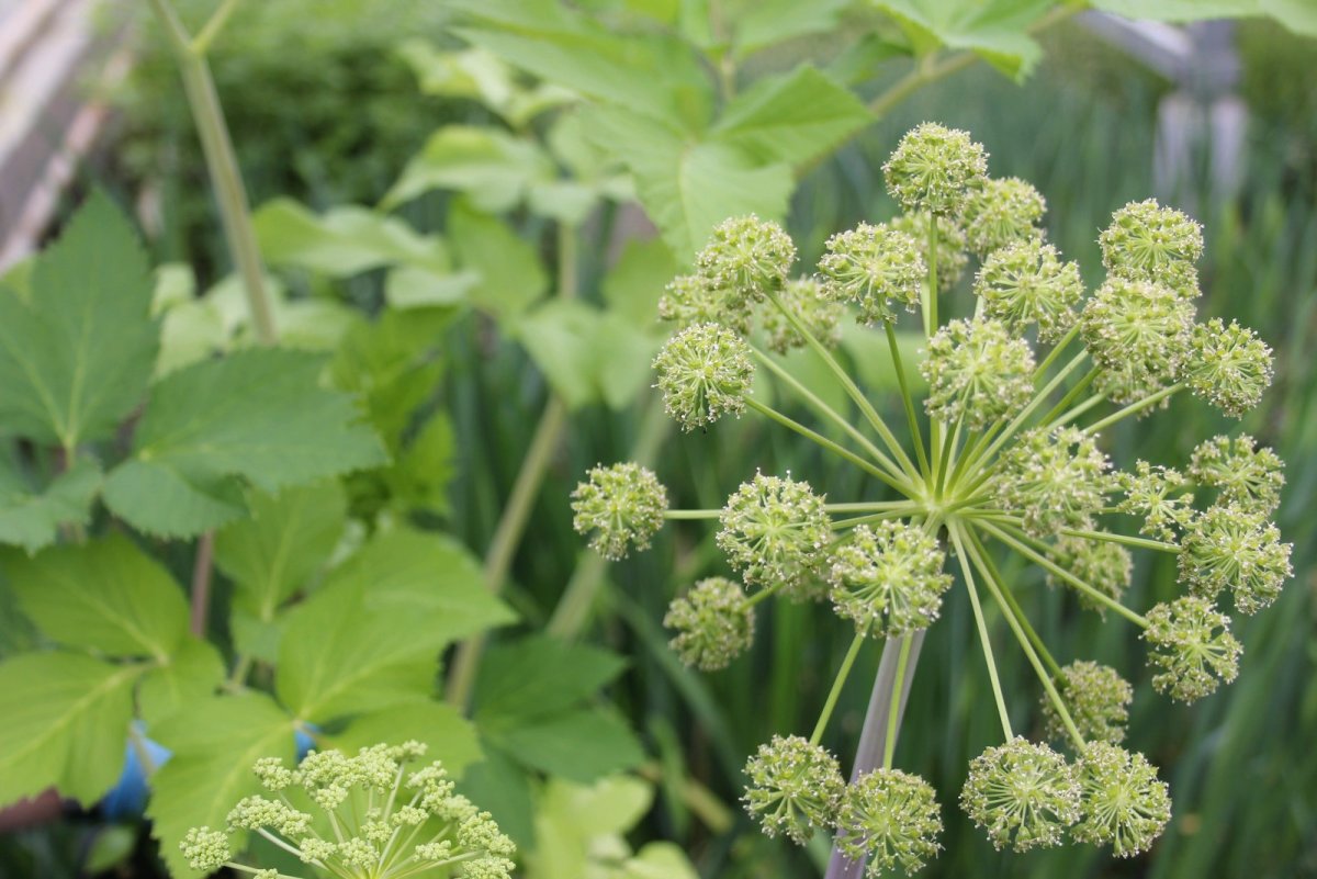 Angelica archangelica