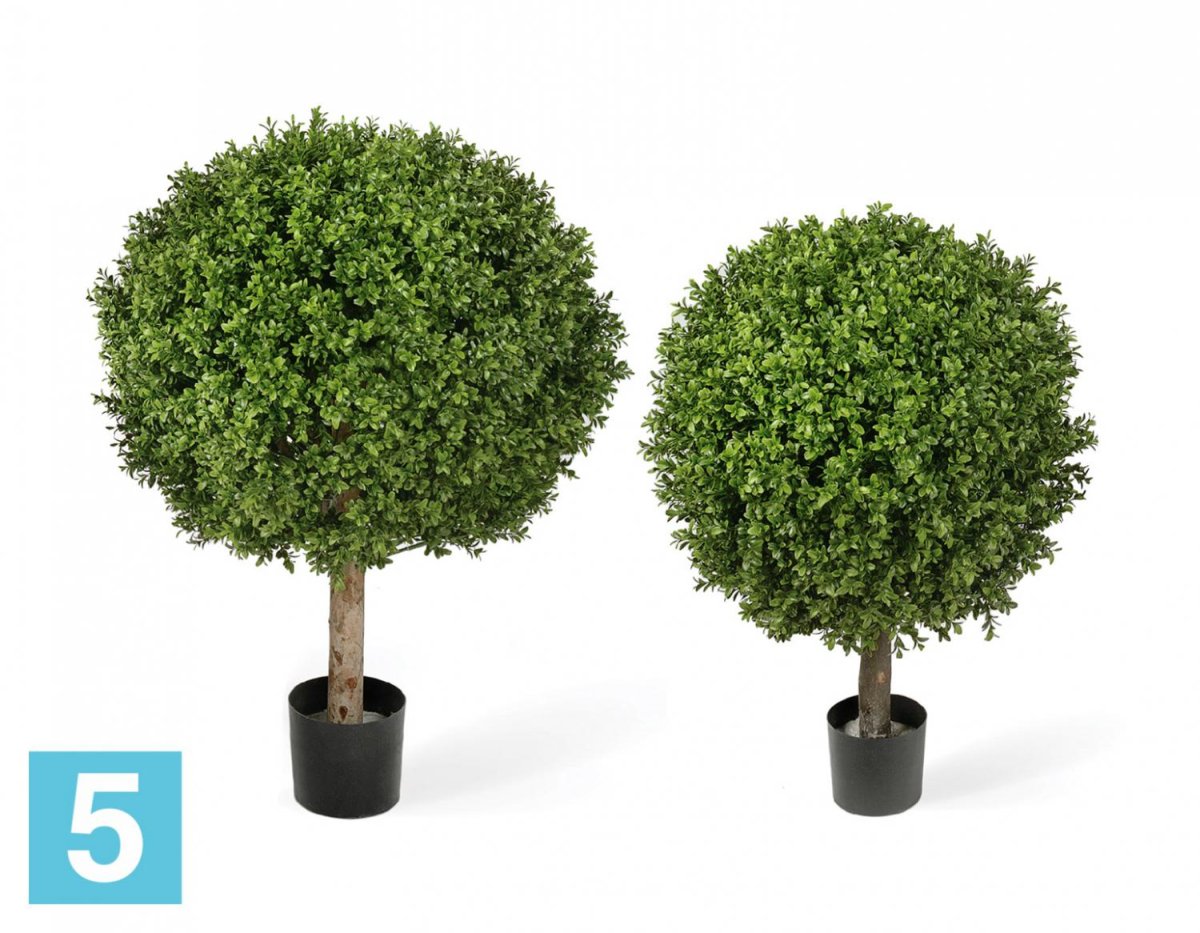 Buxus microphylla 'Faulkner' 'Ball'