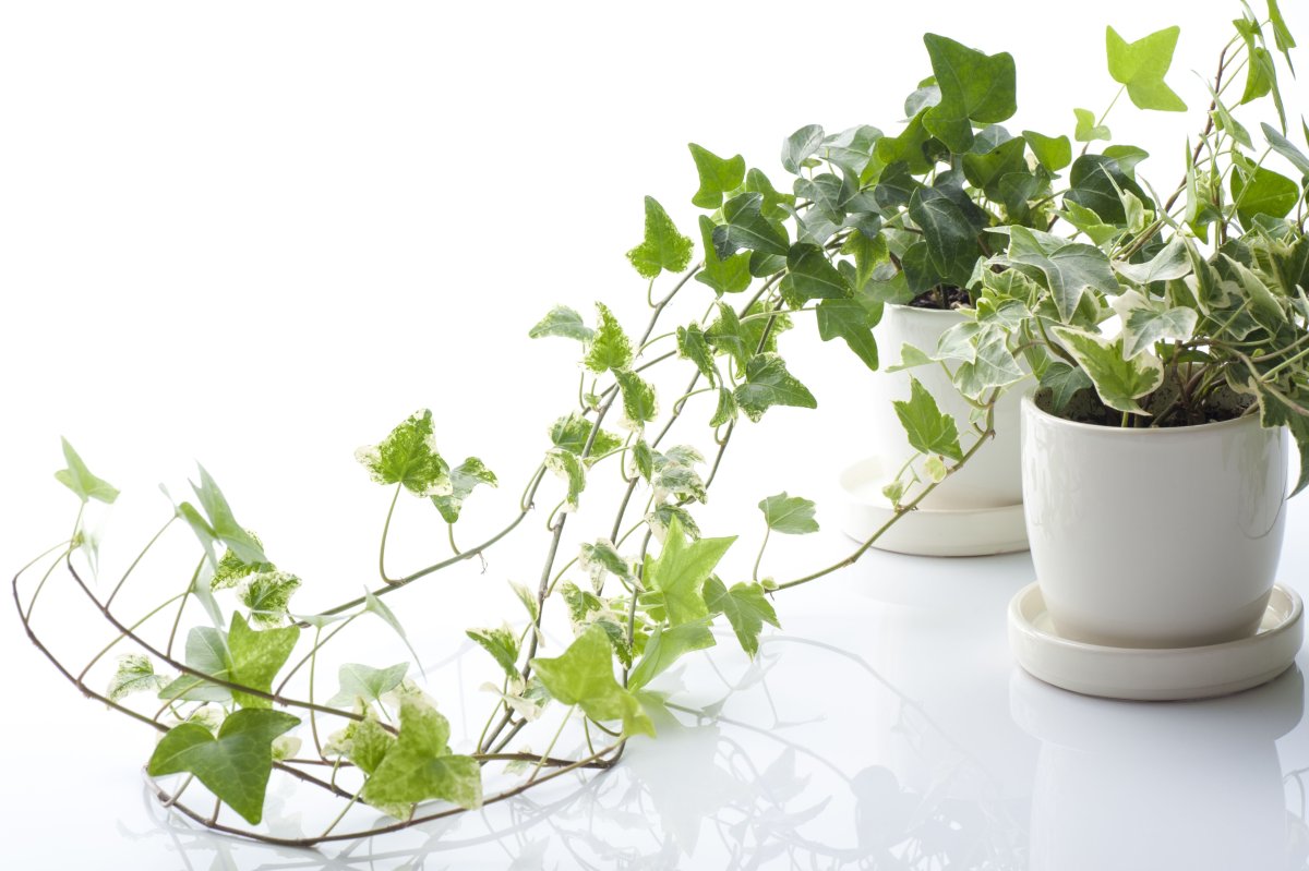 Пеперомия prostrata