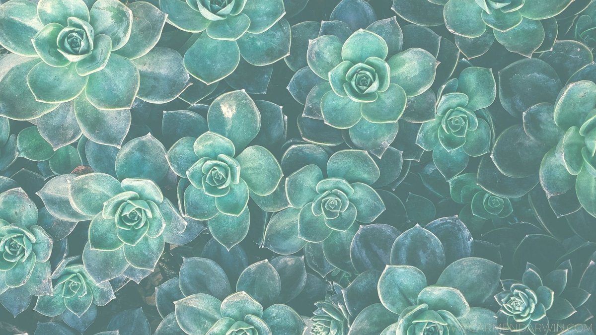 Суккулент Agave бирюзовый