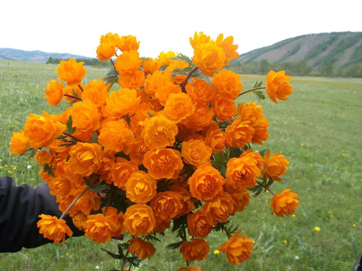 Купальница Забайкалье